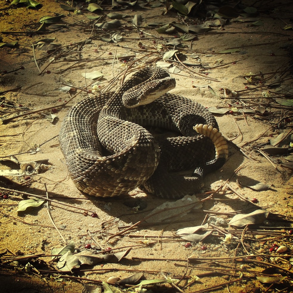 Conheça as cobras mais peçonhentas do Brasil, Terra da Gente