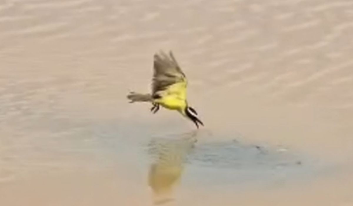 Vídeo mostra bem-te-vi 'pescando' filhotes de pirarucu no Tocantins