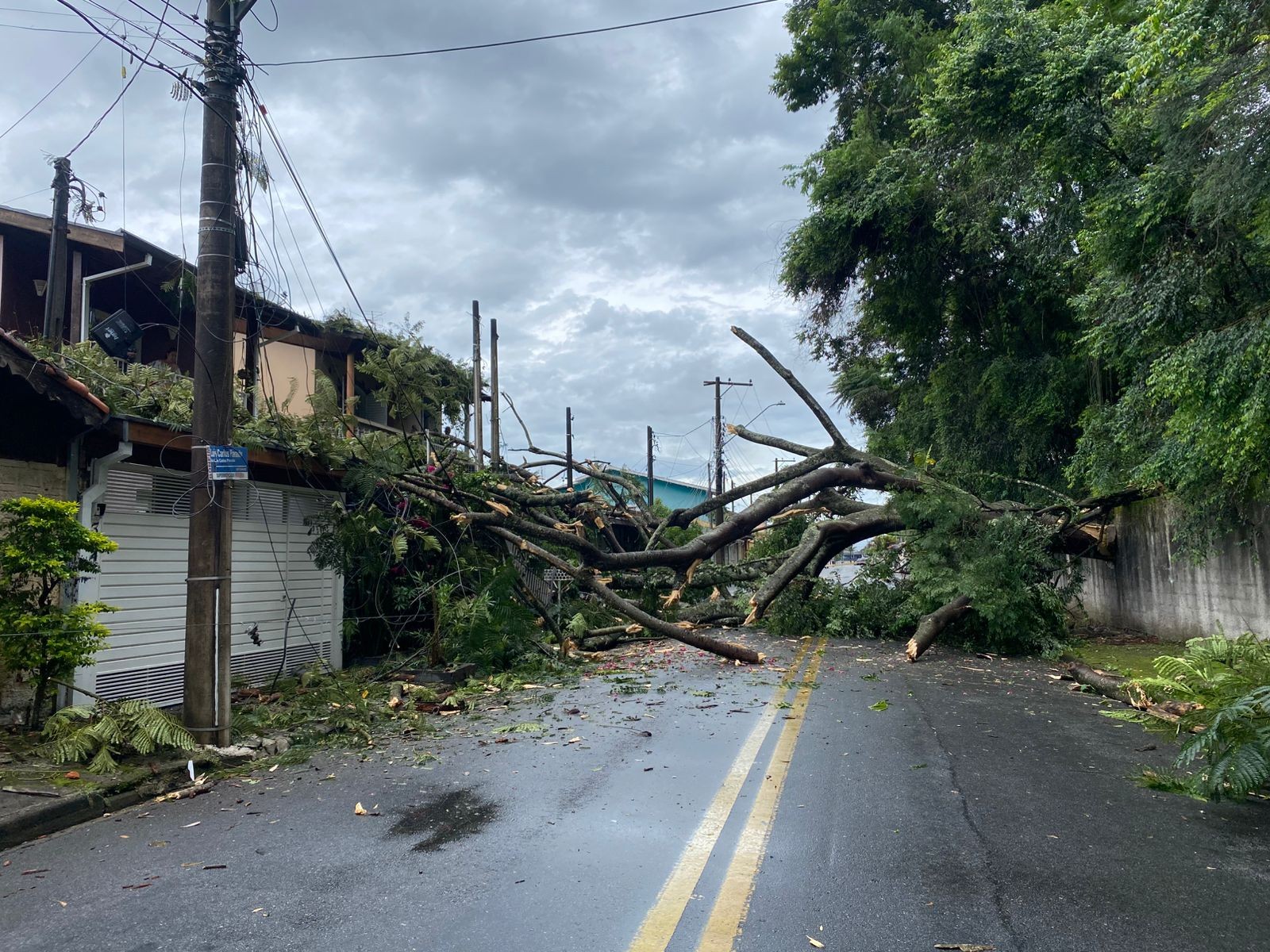Rvore Desaba Atinge Tr S Casas E Interdita Rua Em Taubat G1 Whatsapp Image 2026 01 30 At 08.14.59 