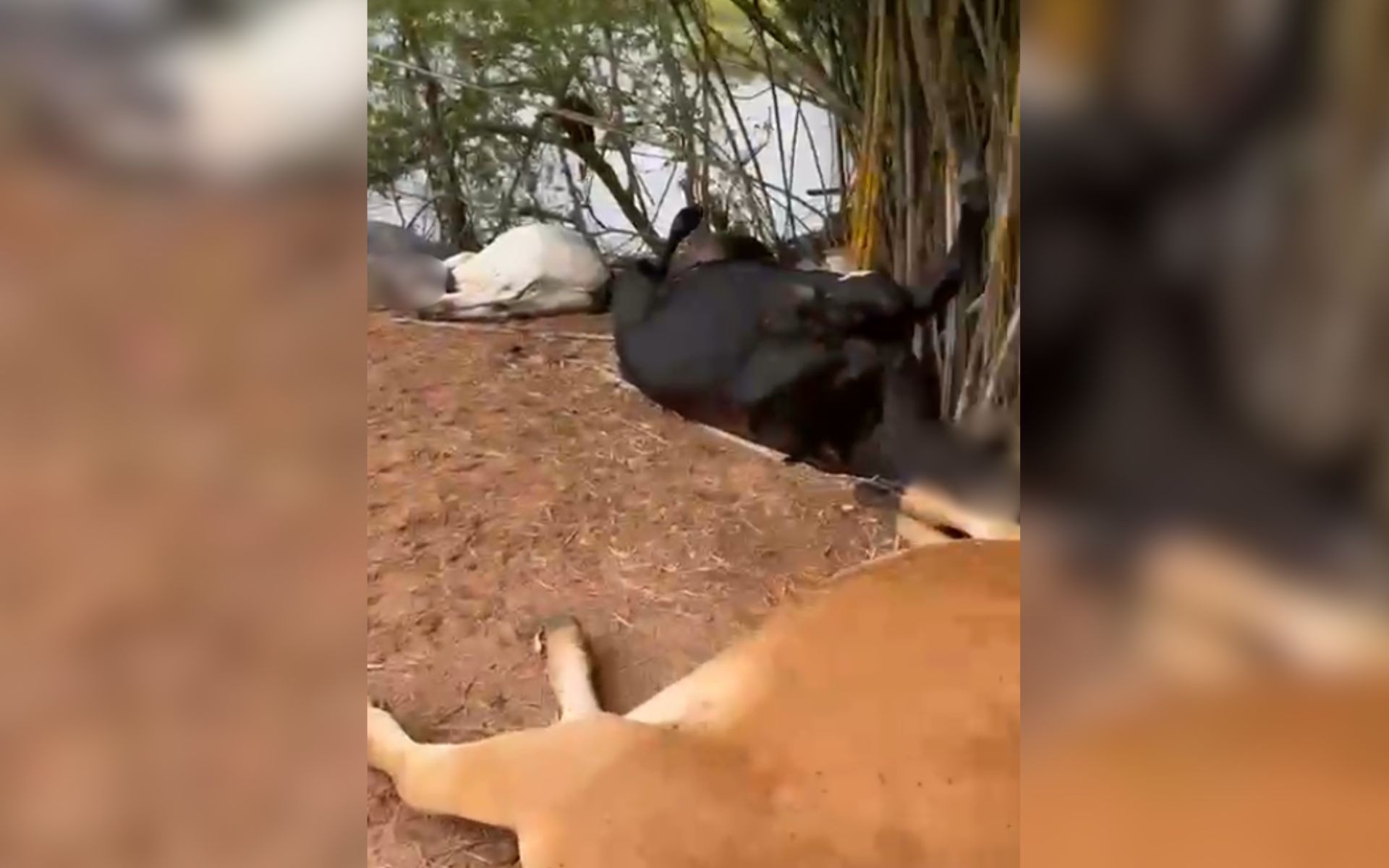 Animais morrem após serem atingidos por raio durante chuva em propriedade rural 