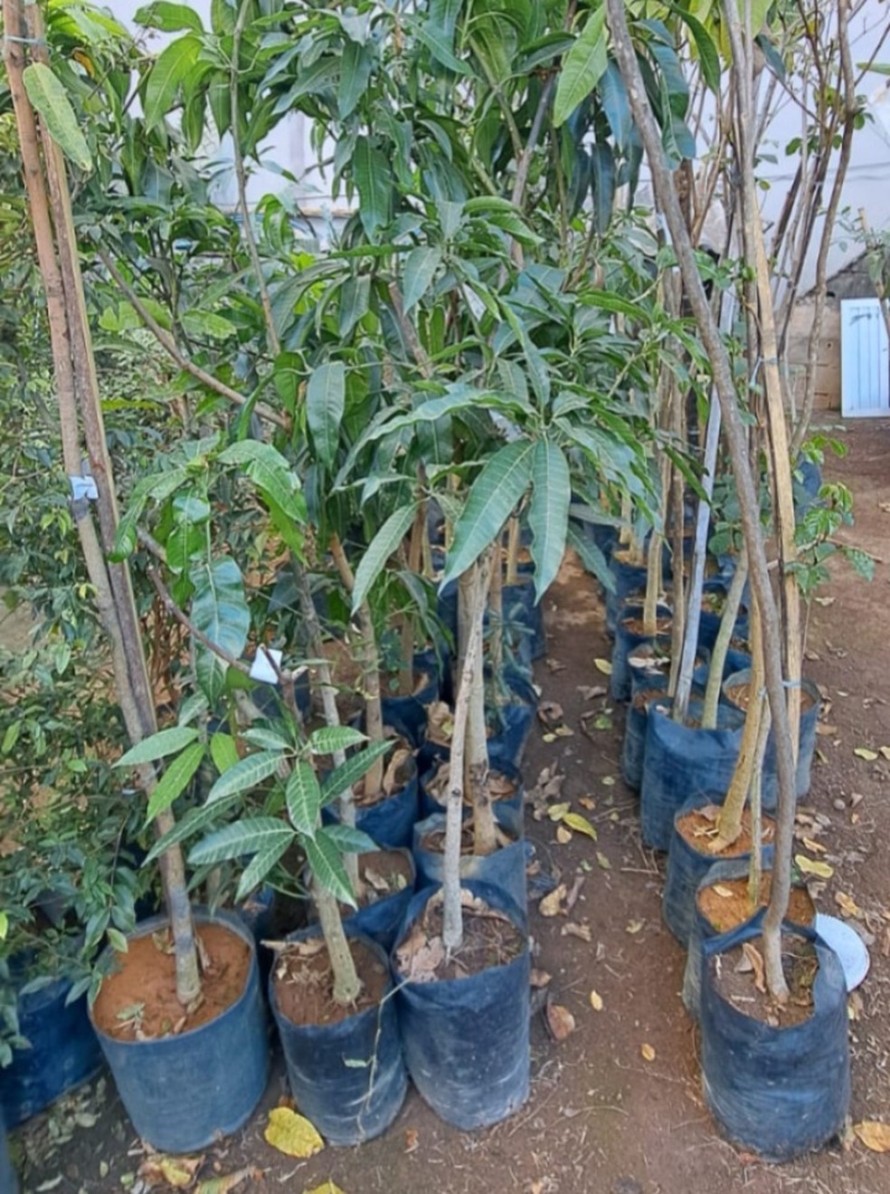 Suspeito furtou plantas avaliadas em R$ 300 mil, segundo a PM — Foto: Polícia Militar/Divulgação