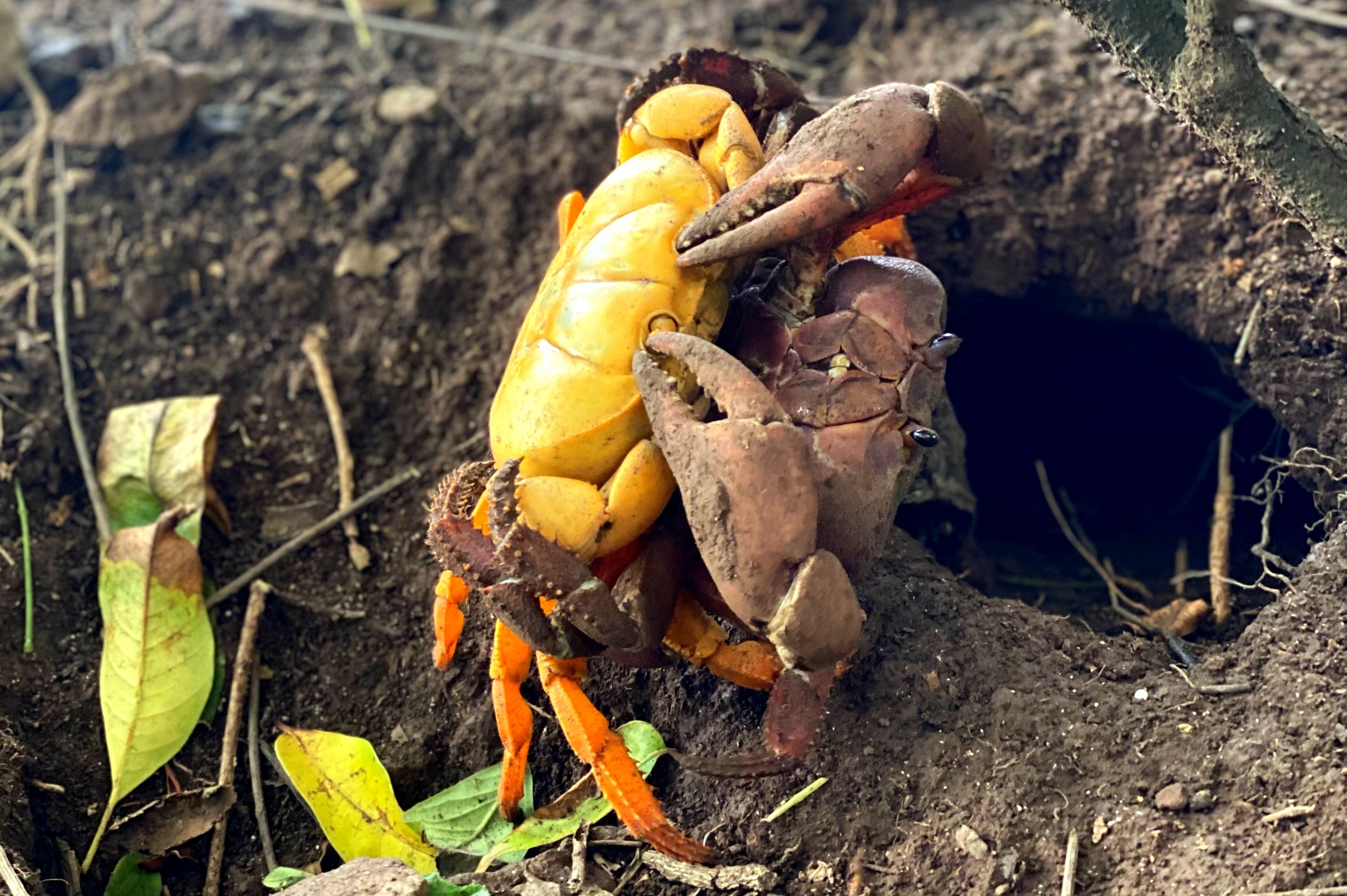 Cursos sobre biodiversidade marinha gratuitos abrem inscrição em Fernando de Noronha; veja como participar