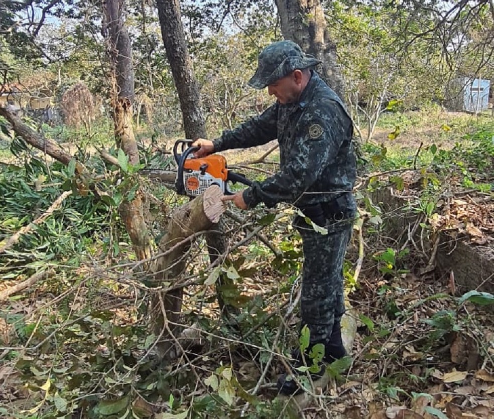 Dupla é flagrada cortando árvore com motosserra em APP, em Rosana (SP) — Foto: Polícia Ambiental
