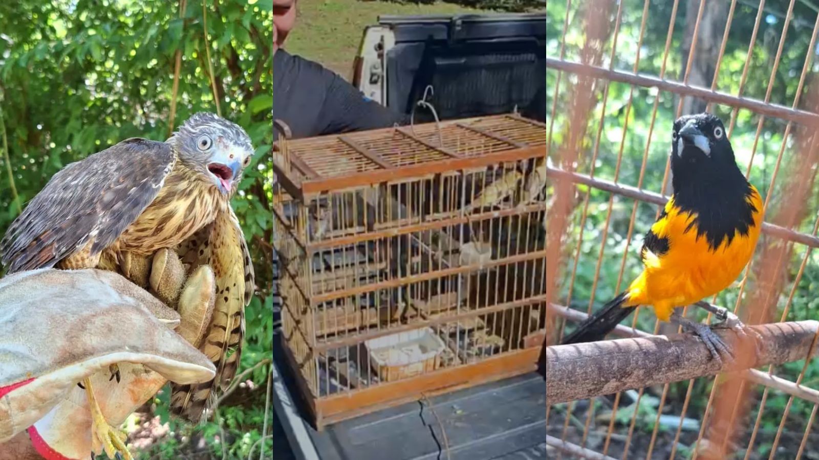 VÍDEO: 29 aves silvestres são devolvidas à natureza após resgate e reabilitação no PI