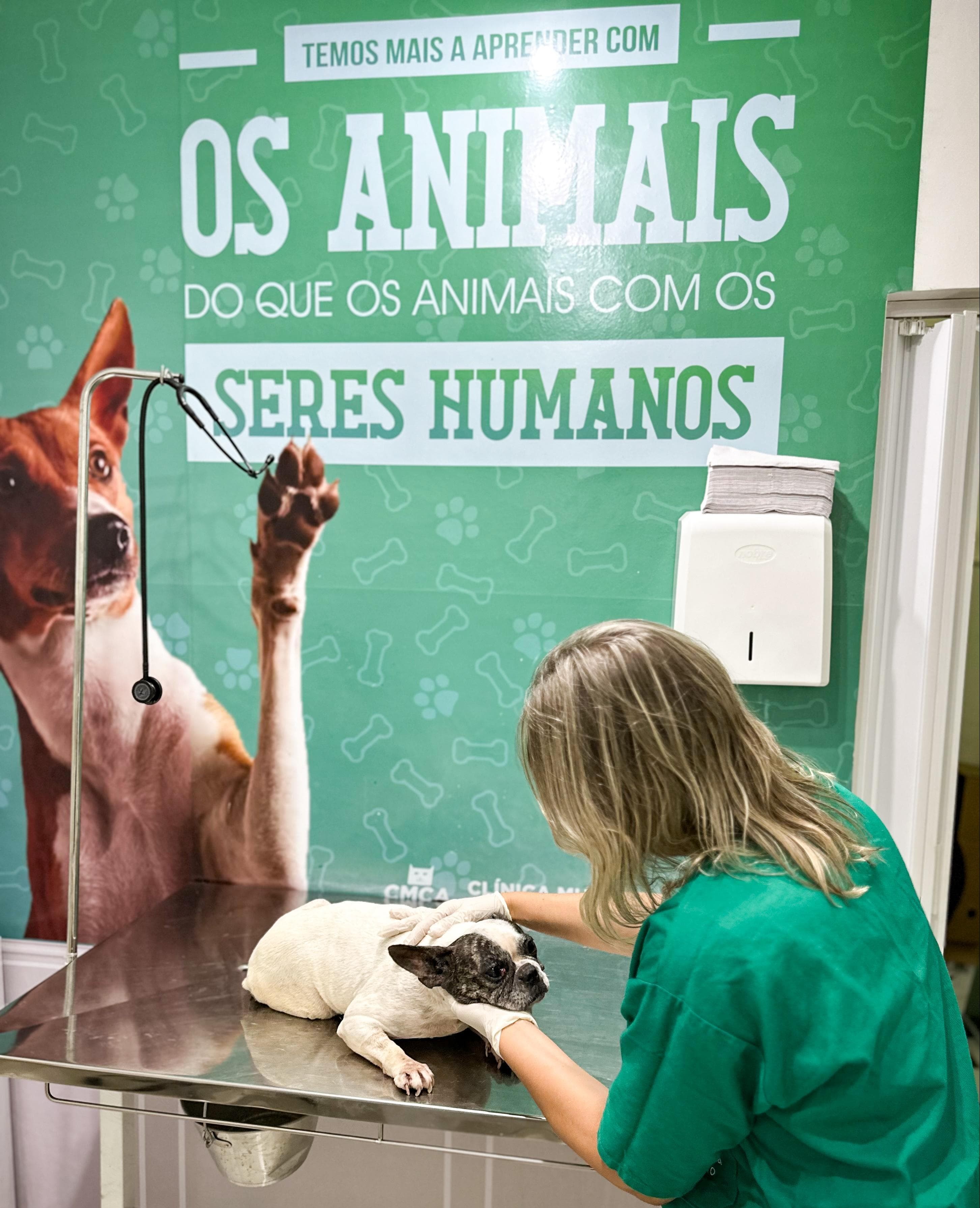 Animais vítimas de maus-tratos em Arraial do Cabo são resgatados e ganham nova chance de serem adotados