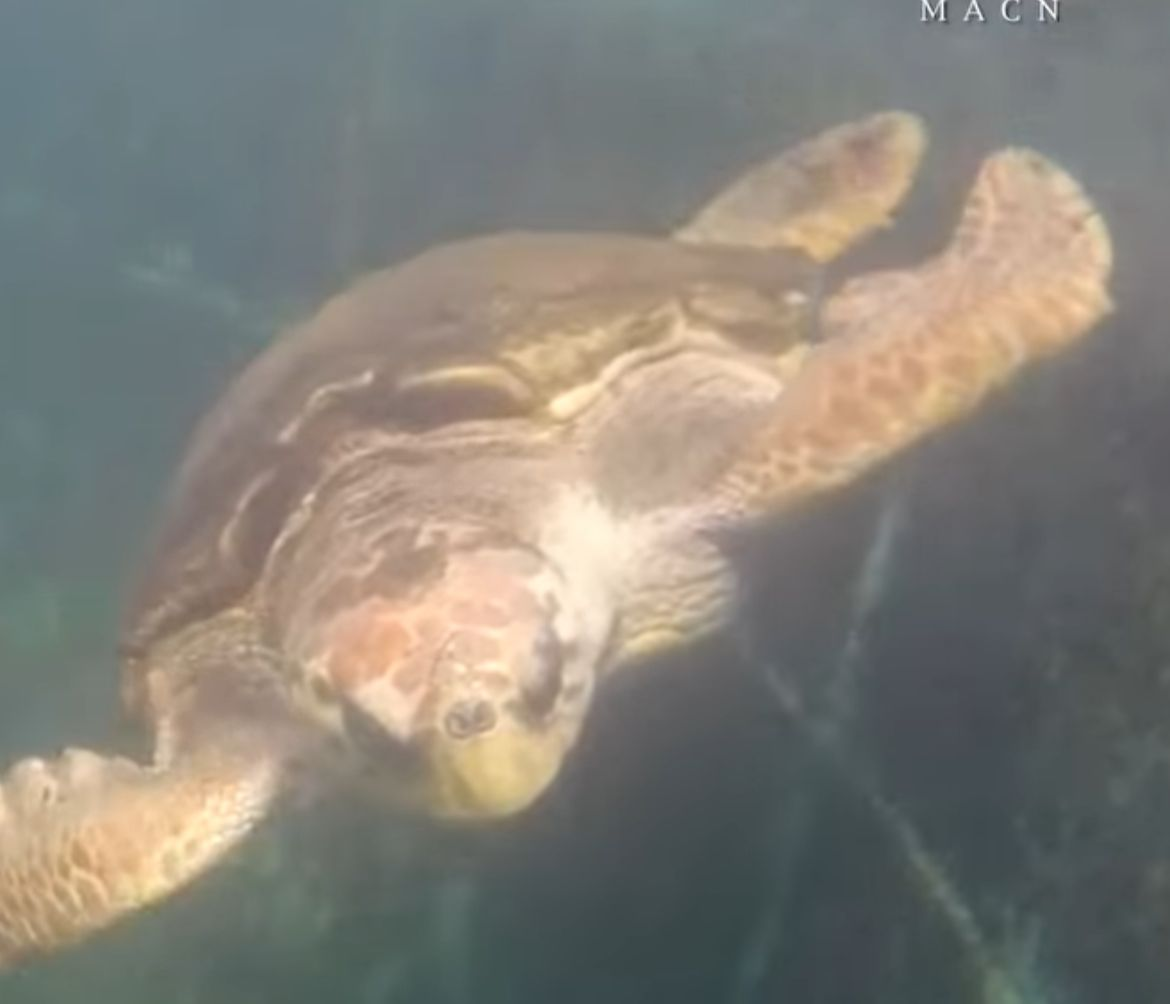 Tartaruga que viveu mais de 40 anos em cativeiro na Argentina chega à Baía de Guanabara