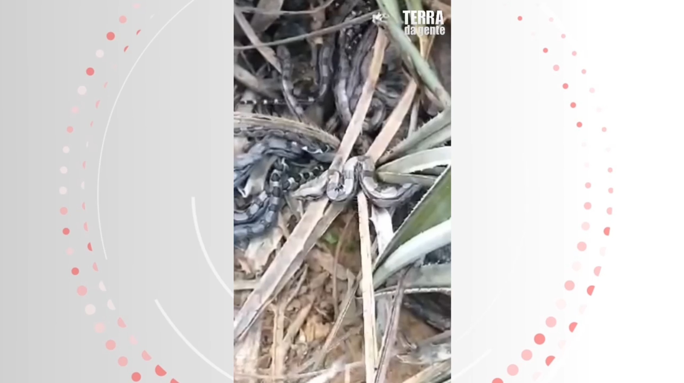 Vídeo mostra jiboia com dezenas de filhotes na Caatinga