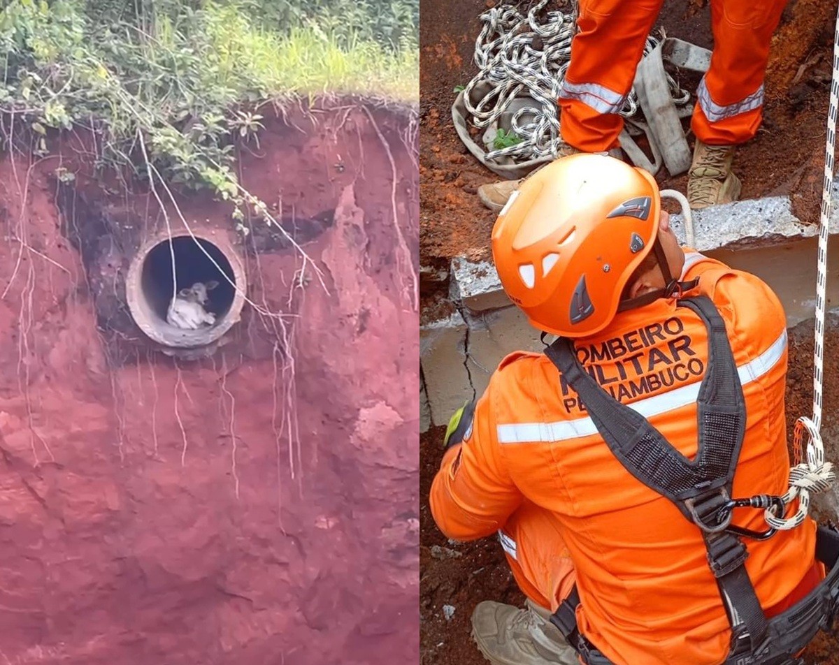 Bezerra perdida fica presa em tubulação à beira de precipício e bombeiros fazem resgate em operação arriscada; VÍDEO