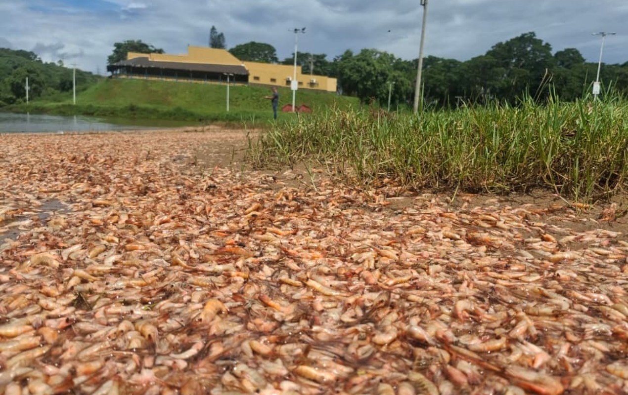 VÍDEO: milhares de camarões de água doce são encontrados mortos às margens do Rio Tietê no interior de SP