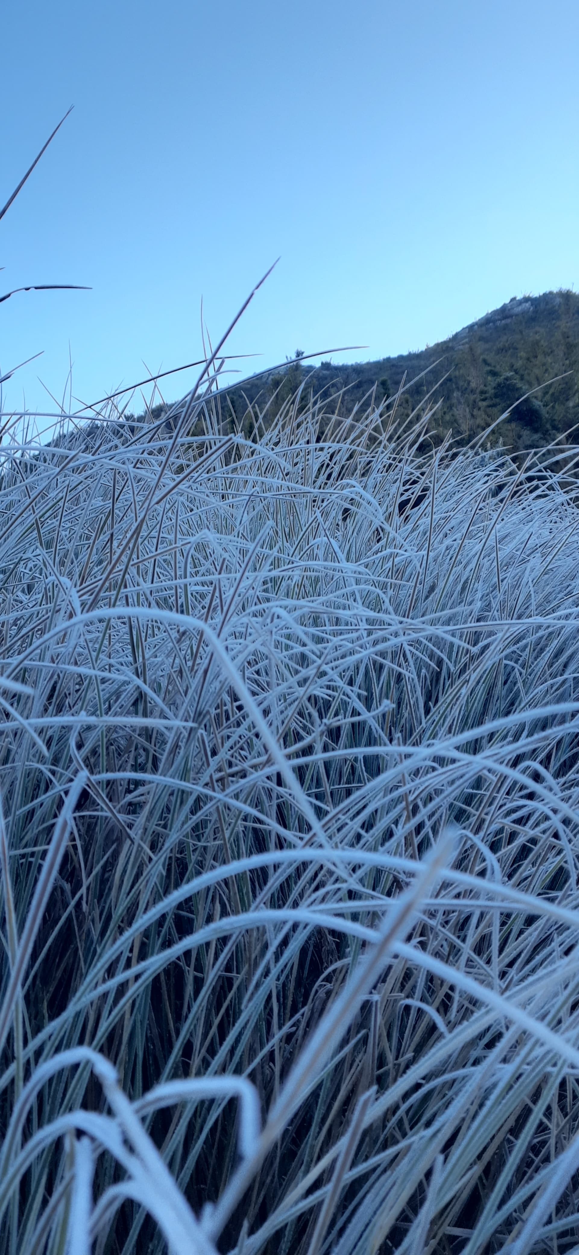 Com -8,6°C, Parque Nacional do Itatiaia registra menor temperatura do Brasil nesta quarta-feira 