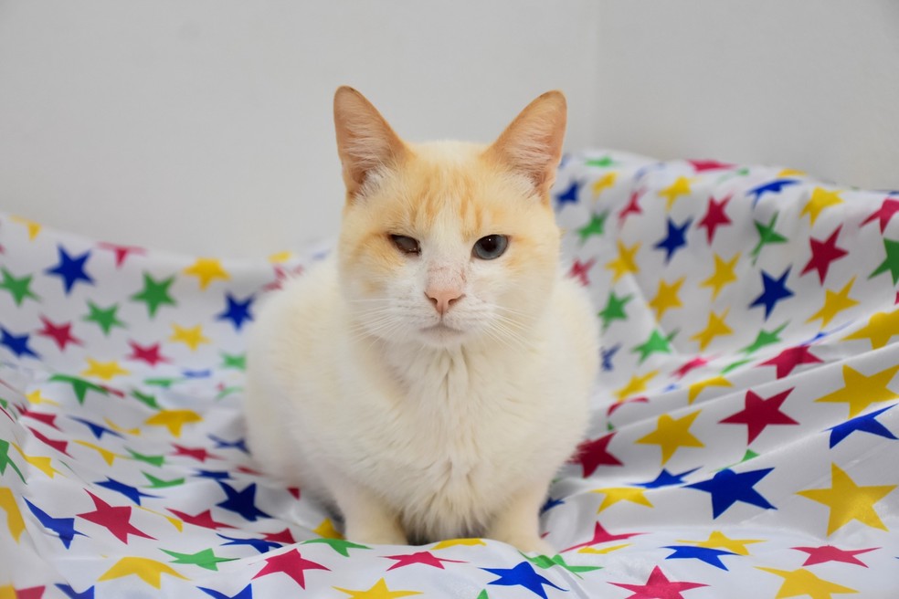 Lino, o “garoto-propaganda” da ONG foi resgatado com graves ferimentoso, sobreviveu e hoje vive como mascote do abrigo — Foto: Arquivo pessoal