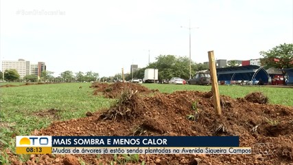 Mudas de árvores começam a ser plantadas no canteiro central da Avenida Siqueira Campos