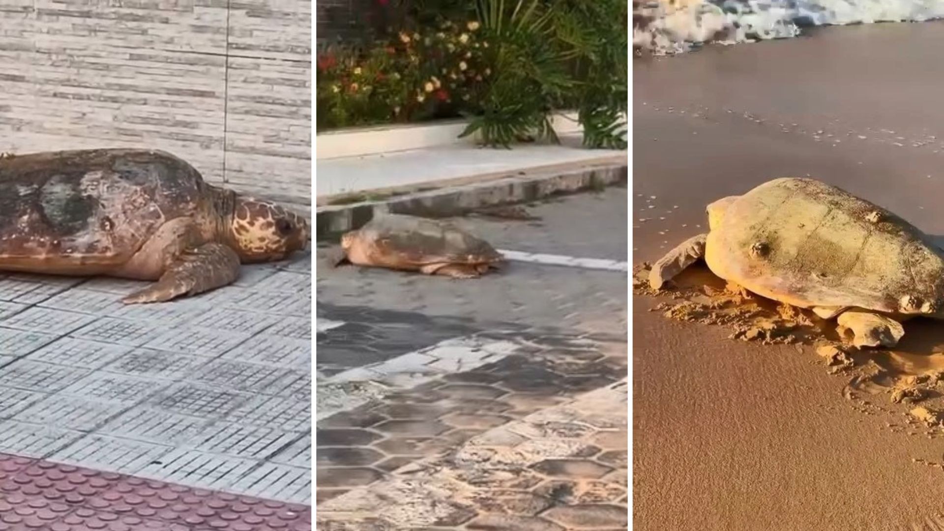 Tartaruga-cabeçuda fica desorientada após desova e vai parar no meio da rua em Anchieta, no Sul do ES; VÍDEO