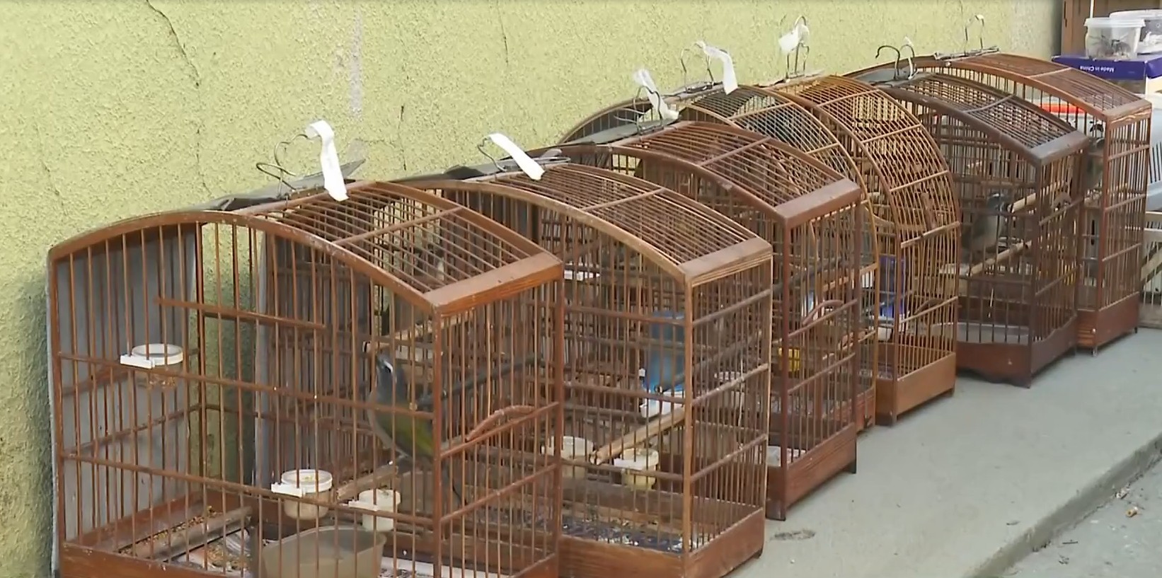 Operação contra tráfico de animais silvestres em 11 estados prende 3 na Grande BH e aplica R$ 600 mil em multa