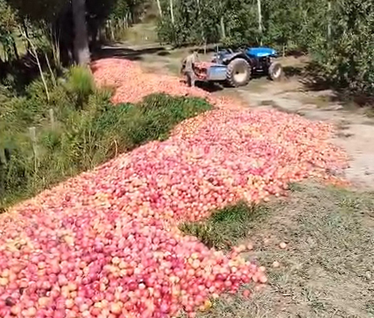 Agricultor doa 50 toneladas de ameixa após não conseguir vender produção em SC e vídeo viraliza