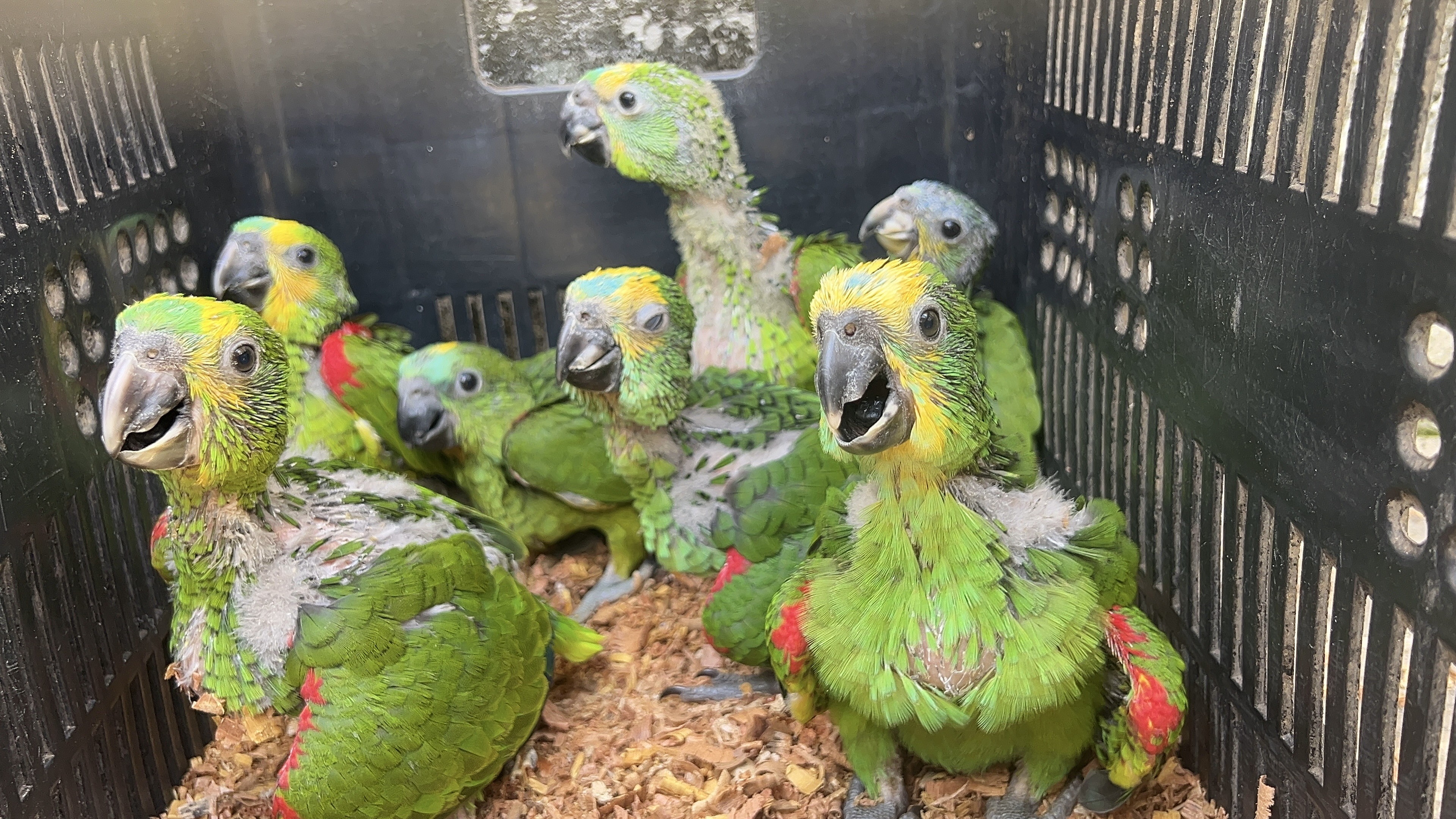 PRF e Ibama resgatam 140 filhotes de papagaio do tráfico de animais no Sertão de Pernambuco