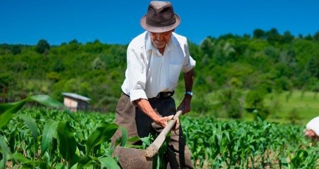 Parcela do Garantia-Safra 2022/2023 é disponibilizada para agricultores familiares de Petrolina