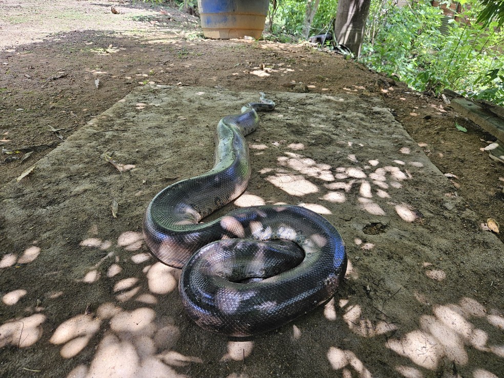 Sucuri gigante é resgatada em área urbana de Porto Velho — Foto: Reprodução/Marcos Fernandes