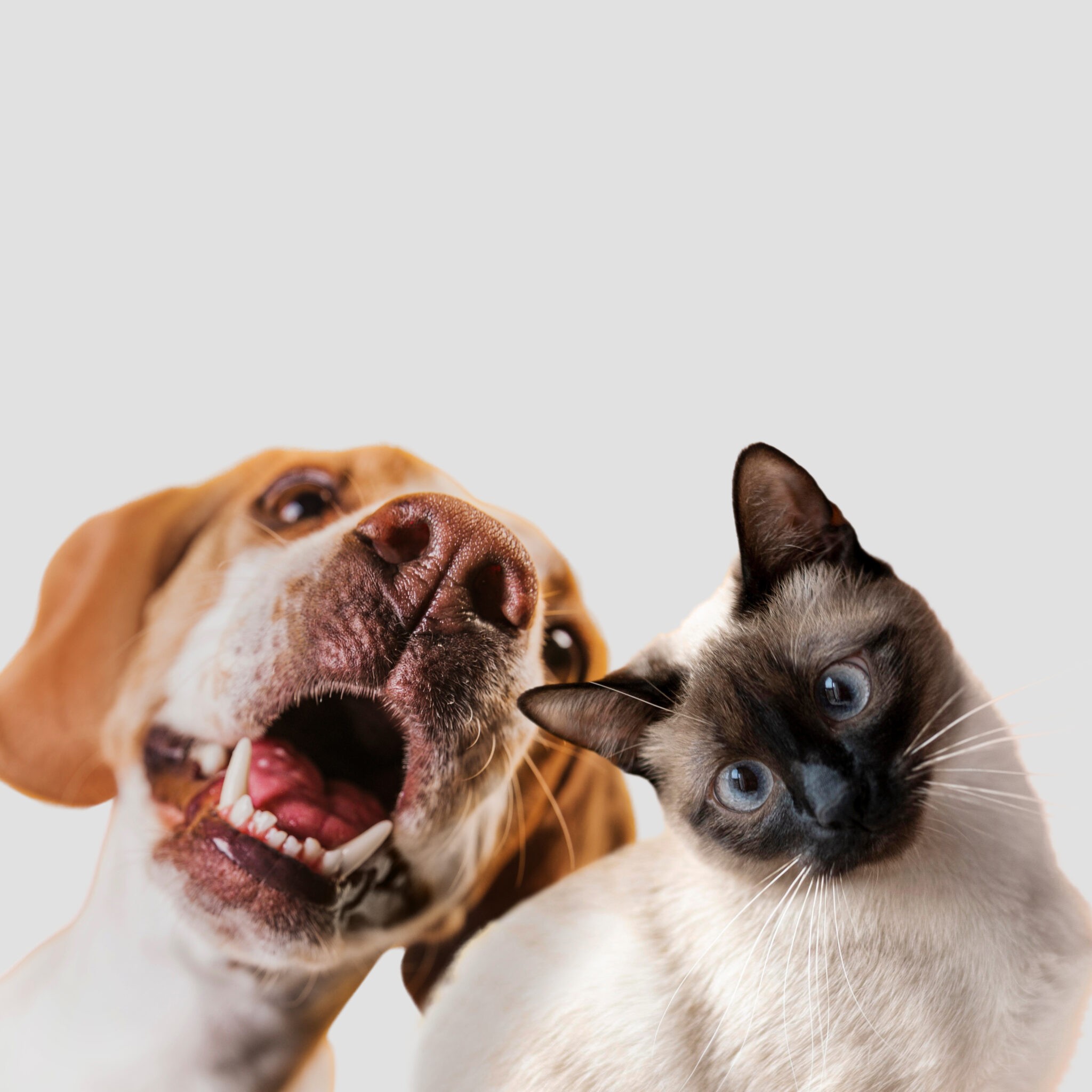 Expoagro terá espaço para adoção e arrecadação de ração para cães e gatos