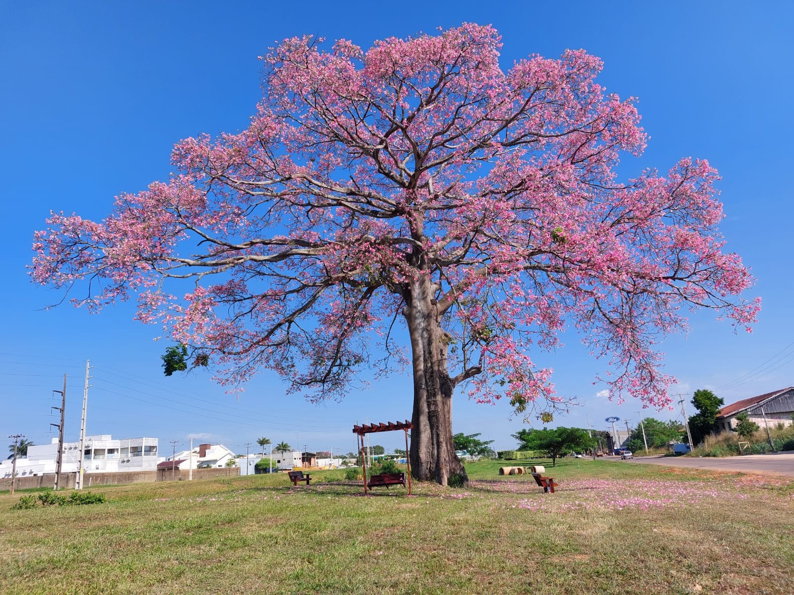 'Paineira': conheça 'árvore rosa' reconhecida como patrimônio histórico ambiental de Ariquemes, RO