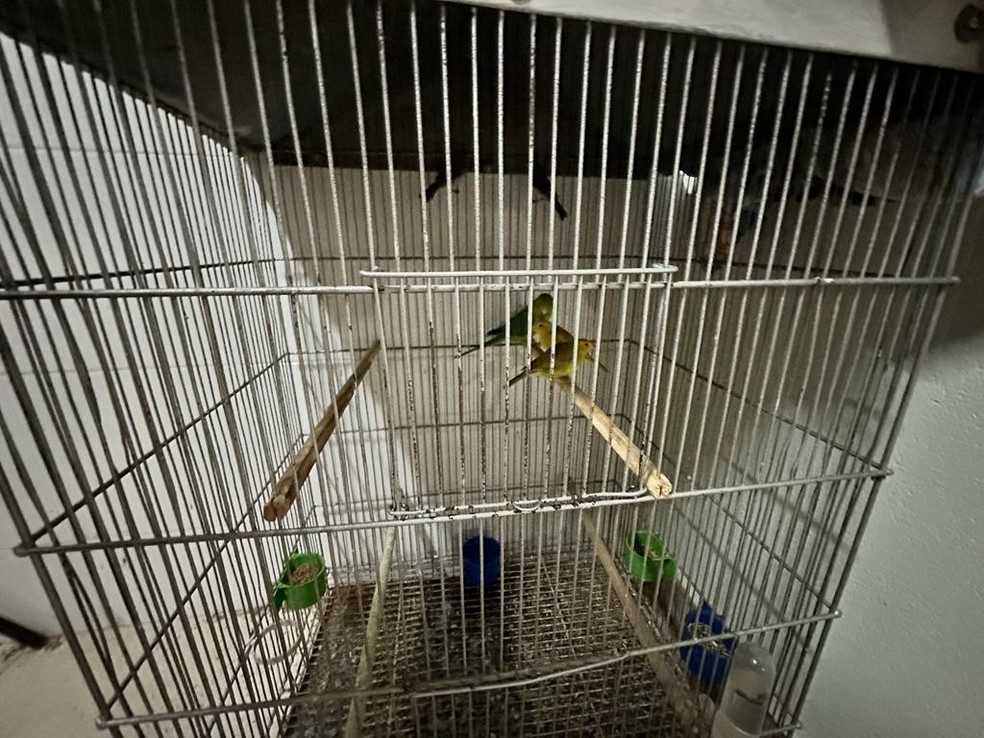 Polícia Ambiental apreende 16 aves e aplica multa de R$ 22 mil em São João da Boa Vista — Foto: Polícia Civil de São João da Boa Vista