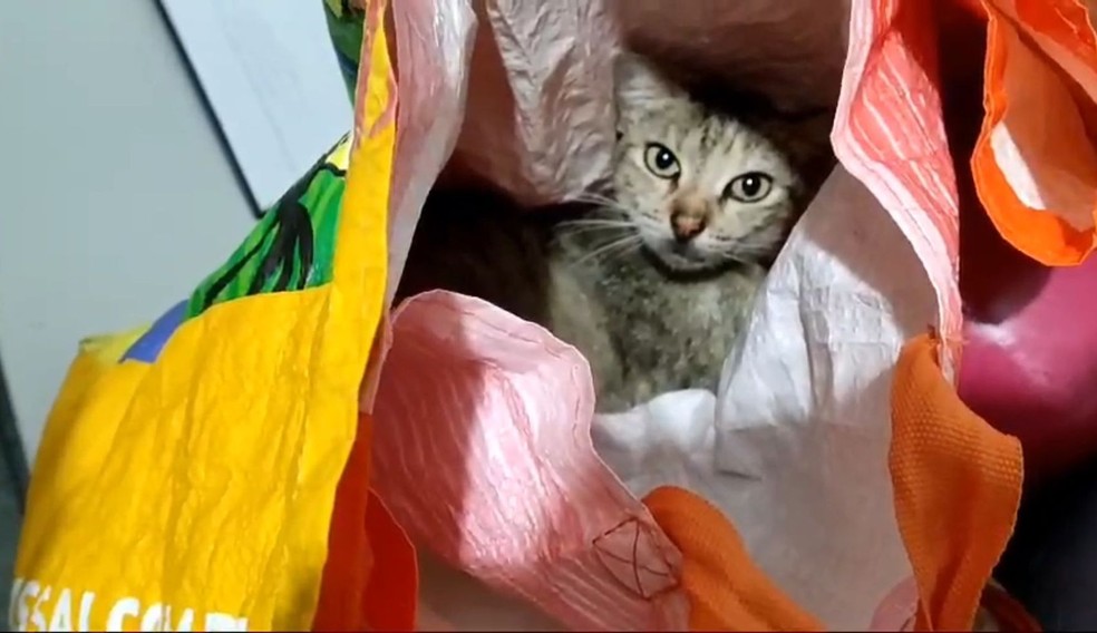 Gata estava dentro de uma sacola — Foto: Sejuc/SE