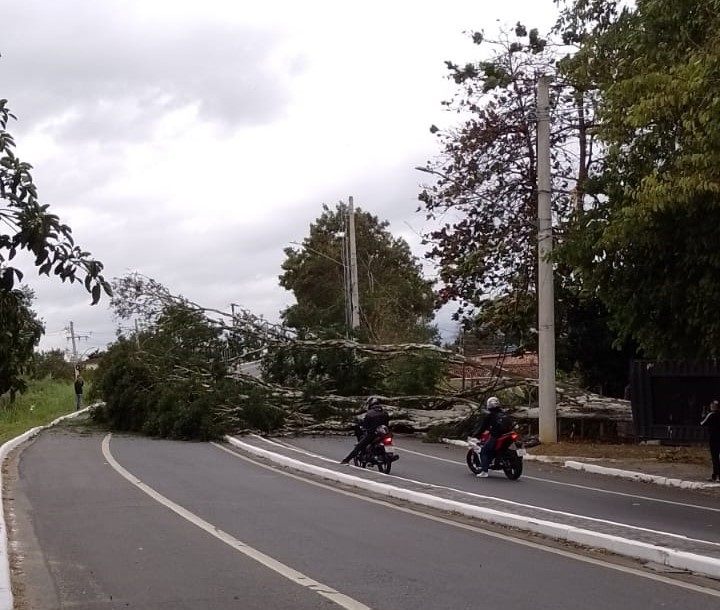 Queda de árvore de 25 metros bloqueia avenida e deixa moradores sem luz por 2h em Taubaté