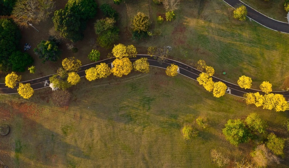 Ipê é uma das espécies típicas de Mato Grosso do Sul. — Foto: Assessoria