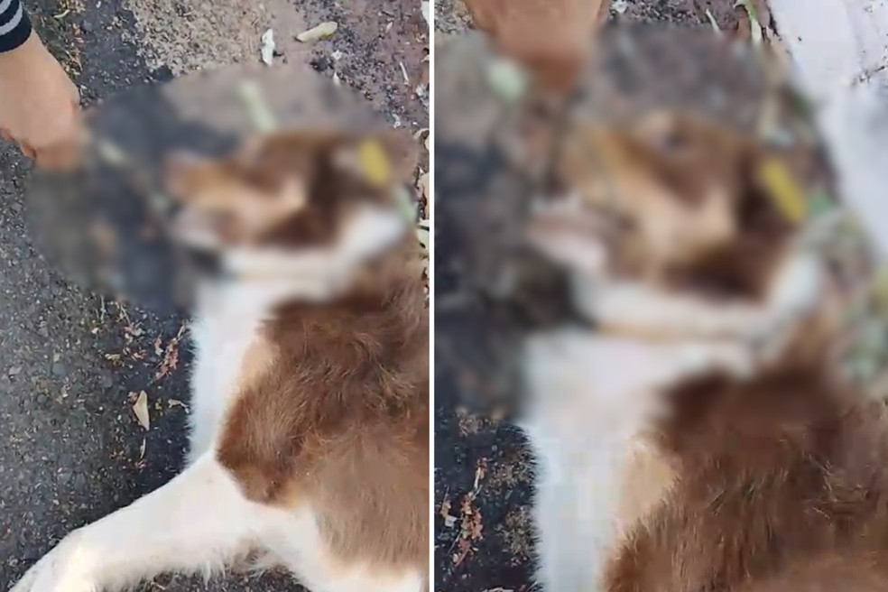 Cão comunitário é encontrado morto e caso é investigado pela polícia em Caiuá (SP) — Foto: Reprodução/redes sociais