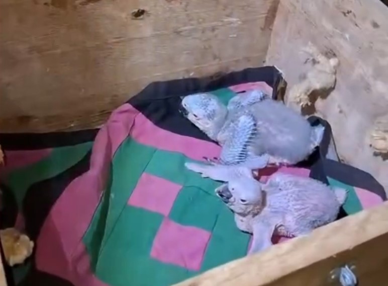 Morador encontra filhotes de arara após queda de árvore em Campo Grande