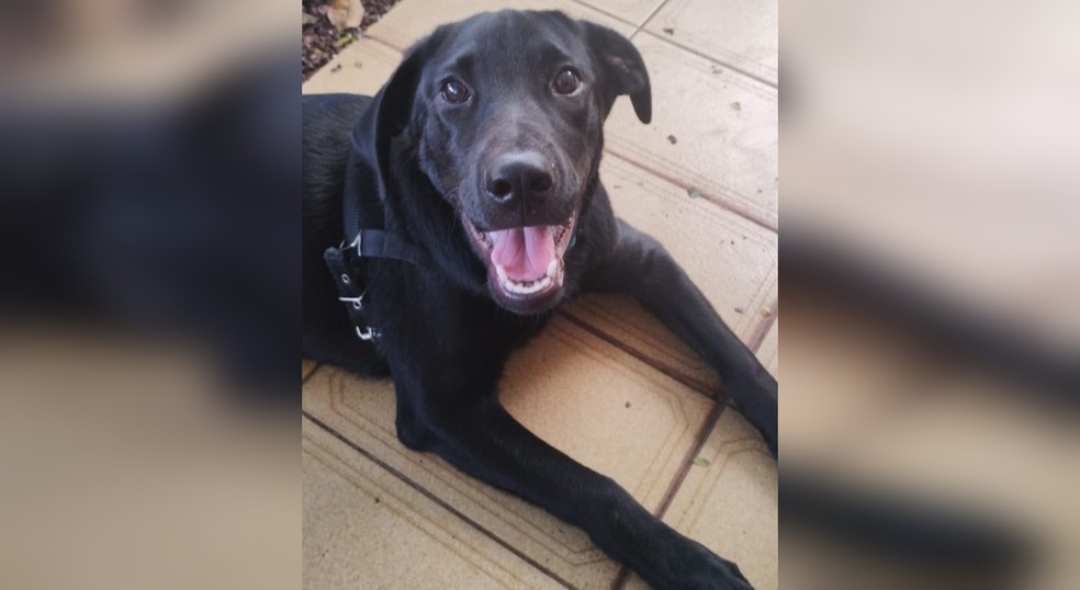 Cachorro que foi espancado pelo ex-tutor foi adotado pelo GCM que atendeu a ocorrência e o batizou de Nanquim, em Jundiaí (SP) — Foto: Frederico Rocha/Arquivo pessoal