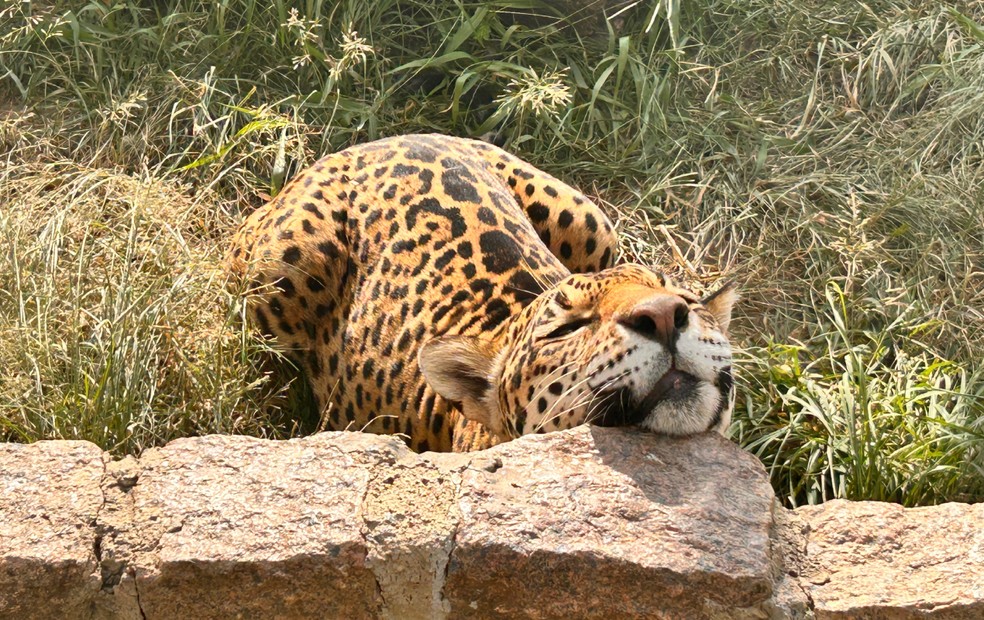 4 de 5
Onça-Pintada 'Vitória'' em seu recinto no Parque Zoológico Municipal Quinzinho de Barros, em Sorocaba (SP) — Foto: Fernanda Cordeiro/g1