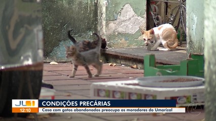 Casa com gatos abandonados preocupa moradores do bairro do Umarizal, em Belém