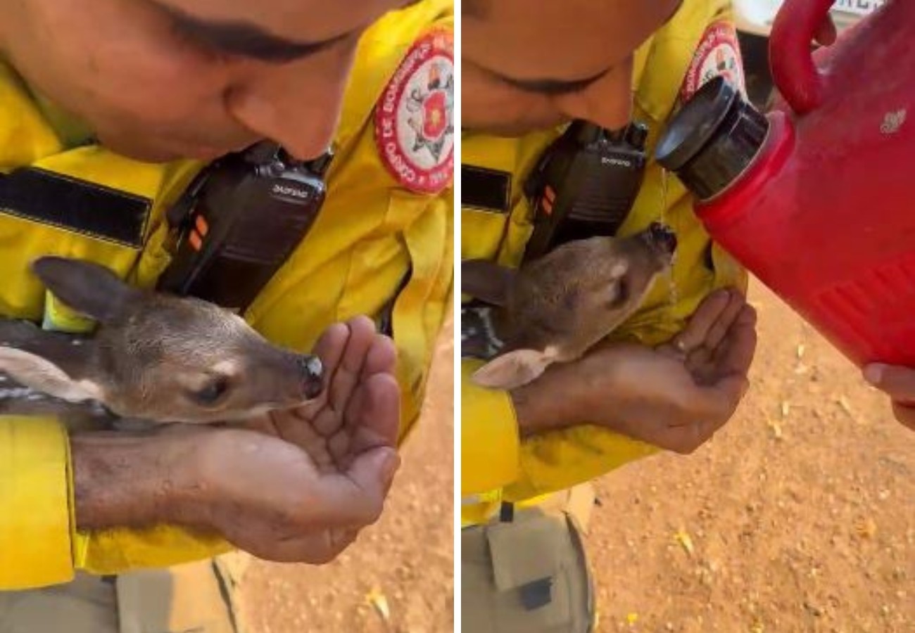 ‘Muito gratificante’, diz brigadista que resgatou filhote de veado de incêndio e deu água ao animal; VÍDEO