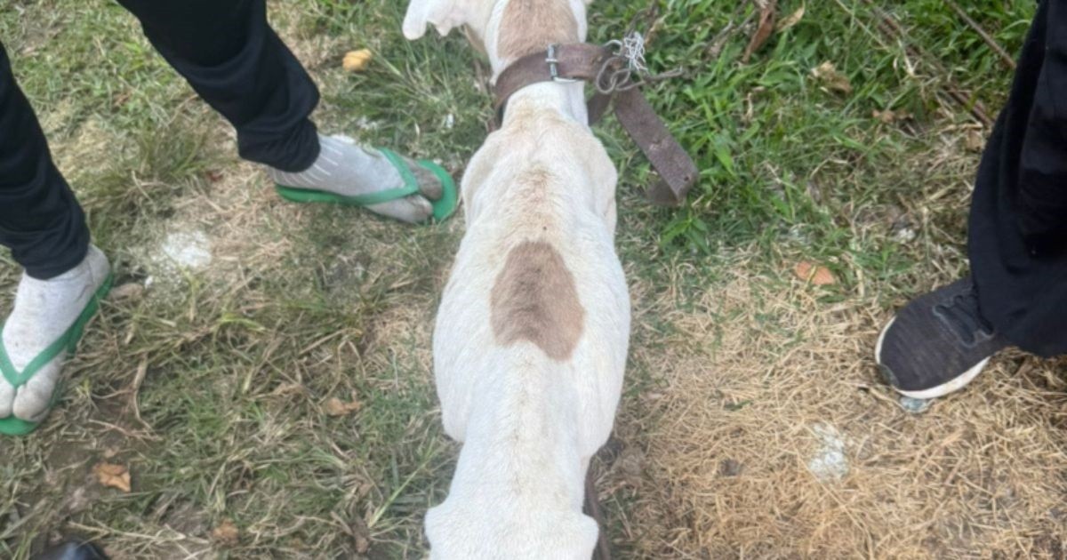 Pitbull é resgatado após ser encontrado amarrado pelas 4 patas e desnutrido em SC