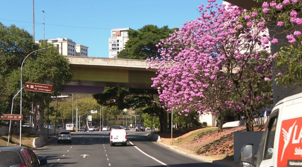 Ipê roxo-de-bola é encontrado na Avenida 23 de Maio — Foto: Reprodução/TV Globo