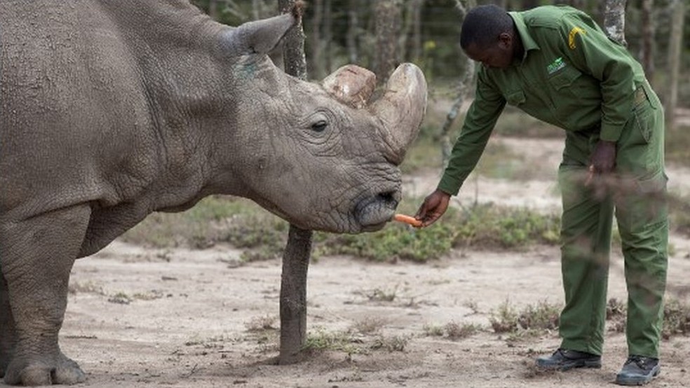 Sudan, rinoceronte-branco-do-norte, na reserva Ol Pejeta, no Qu&ecirc;nia. &mdash; Foto: Reuters