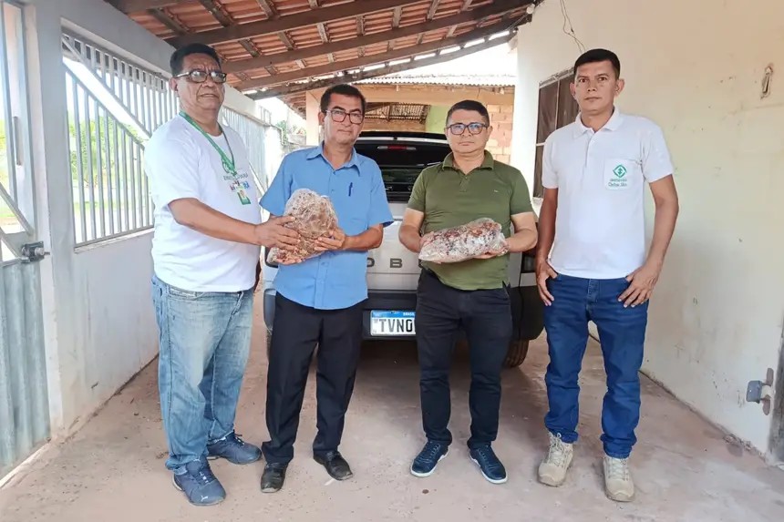 Famílias ribeirinhas de Almeirim recebem doação de sementes de açaí