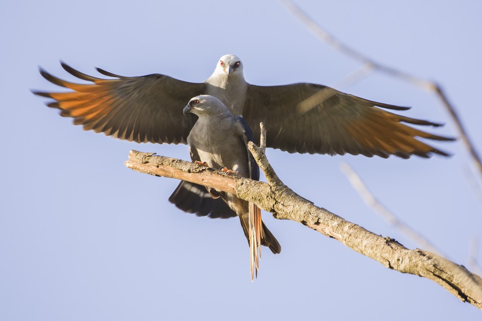 Durante a cópula, sovi revela o detalhe alaranjado na base das asas  — Foto: Ricardo Japur/Acervo Pessoal