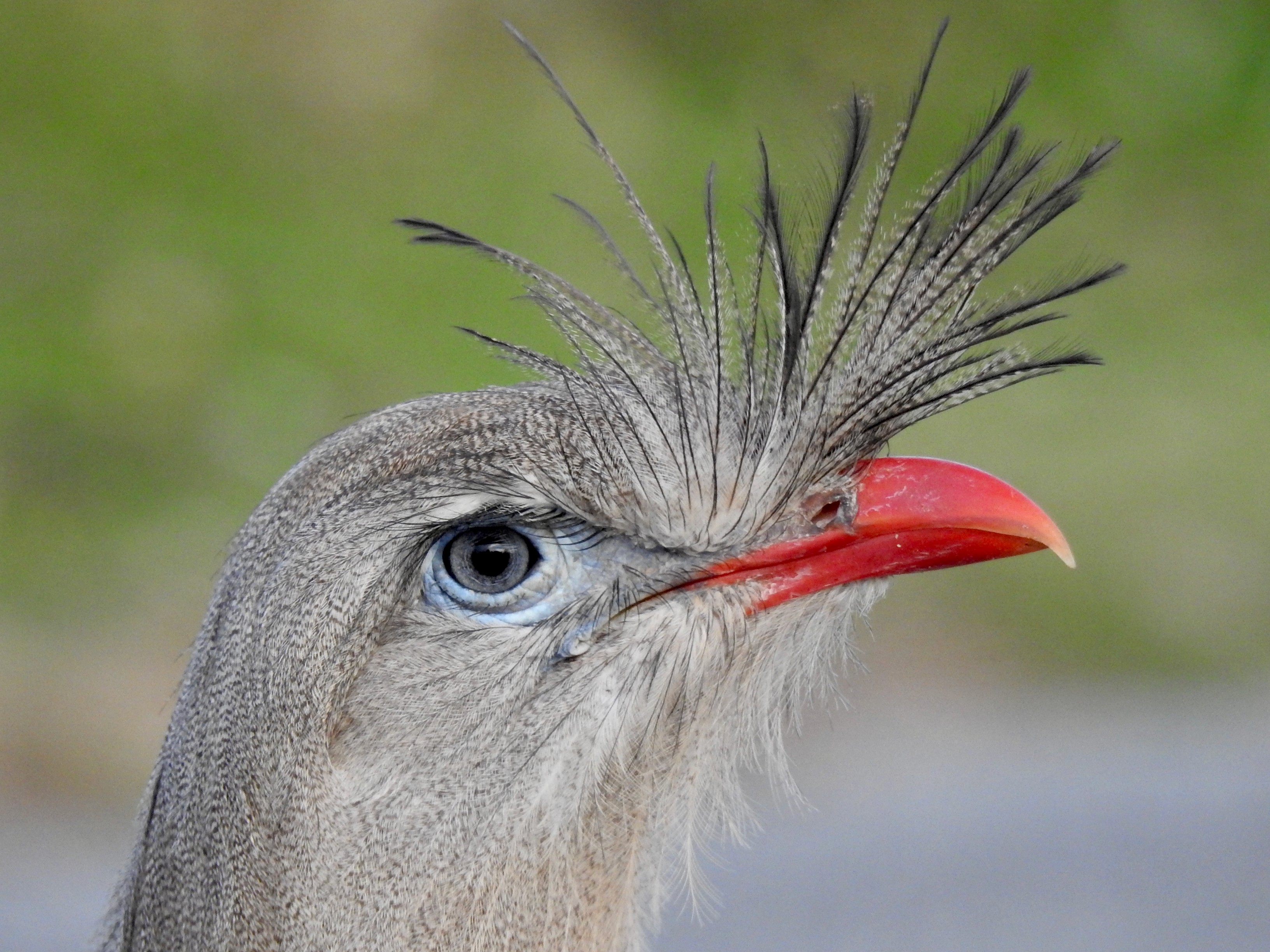 Duas aves brasileiras estão entre as mais barulhentas do mundo, mostra estudo