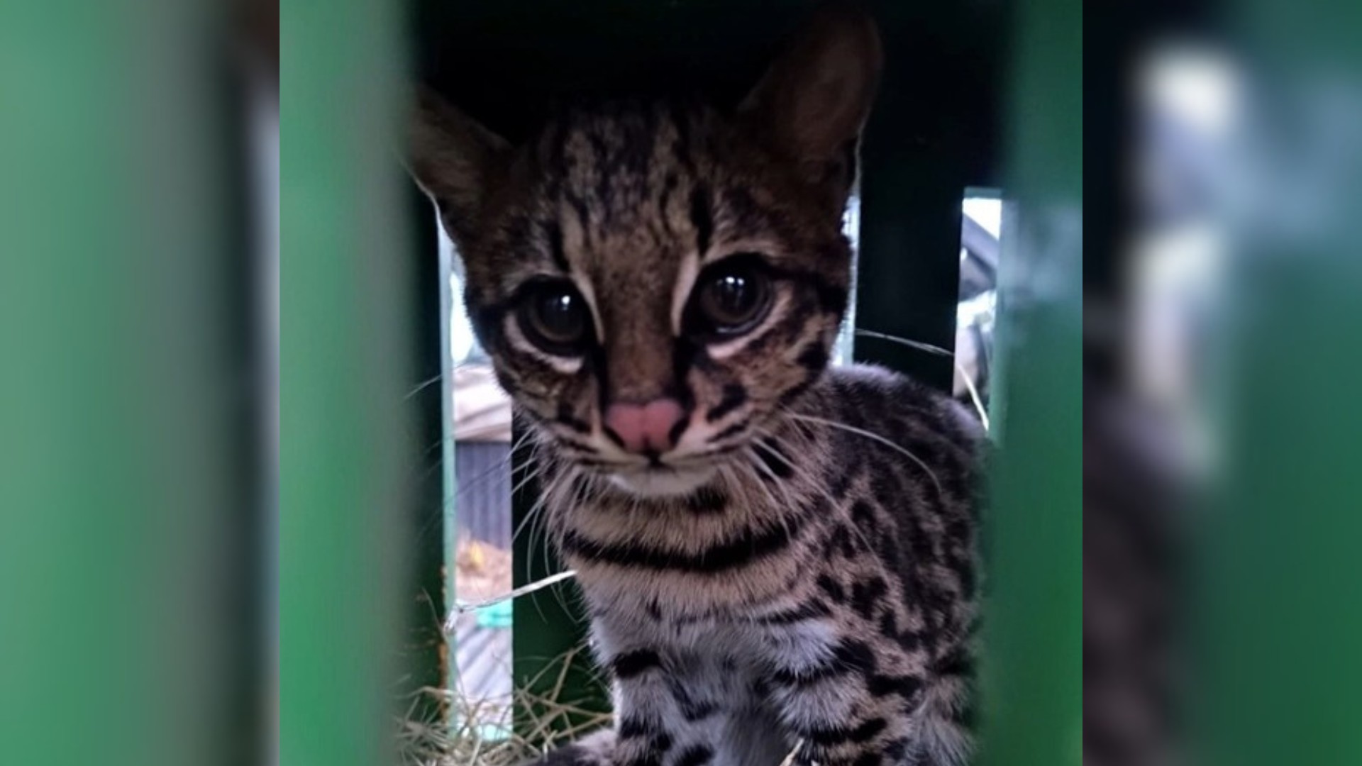 Após resgate em Jundiaí, menor felino selvagem do Brasil é devolvido à natureza; veja vídeo