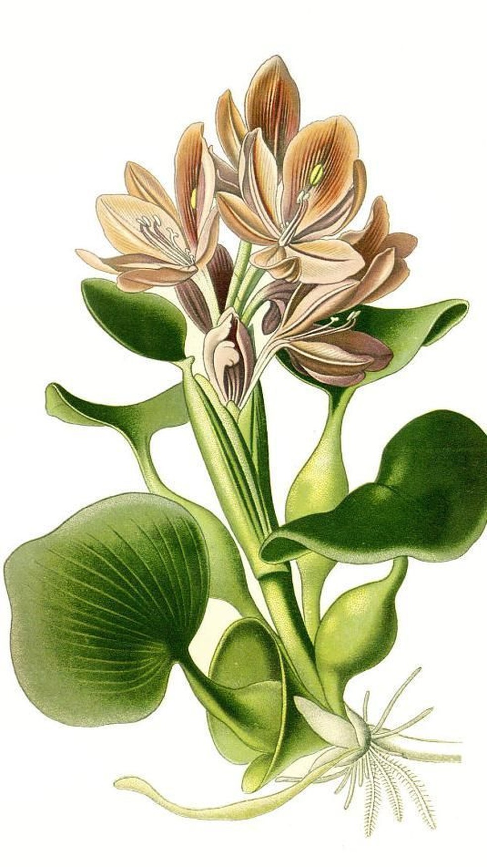 O aguap&eacute; &eacute; uma planta que flutua na &aacute;gua, por isso tem a capacidade de absorver todos os nutrientes que cont&eacute;m nela &mdash; Foto: GETTY IMAGES via BBC Brasil