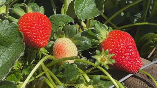 Morango atrai produtores por ser resistente, graúdo e doce - A produção dos morangos Fênix uma variedade do fruto criado pela Embrapa, tem conquistado cada vez mais produtores em cidades do estado de São Paulo. Tendo com a sua característica a doçura, adaptabilidade, resistência e cor.