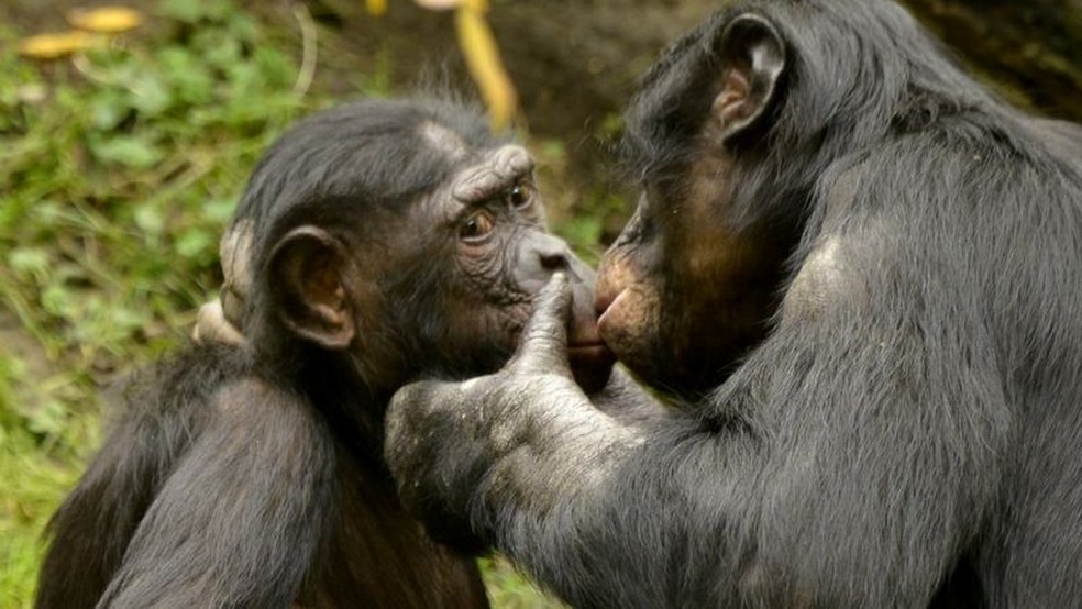 Os bonobos também dão beijam na boca — Foto: Getty Images