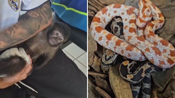 Bady Bassitt-SP: Macaco-prego e cobras exóticas são encontrados em casa após denúncia de comércio ilegal pelas redes sociais
