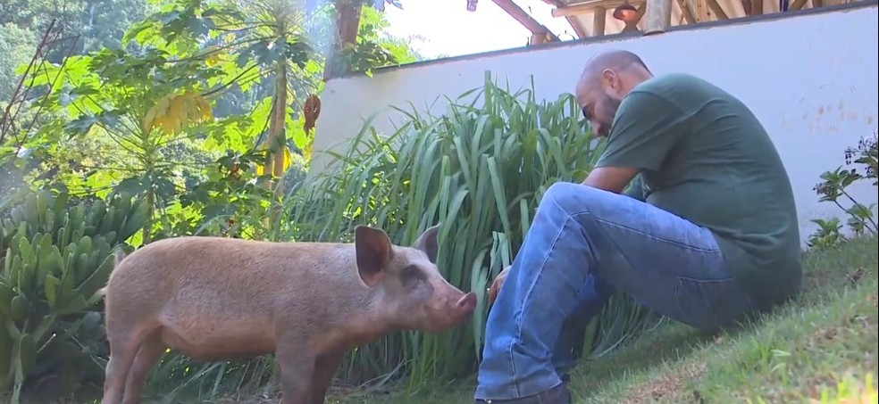 Alexandre alimenta porca Lisa em Chapecó — Foto: Reprodução/NSC TV
