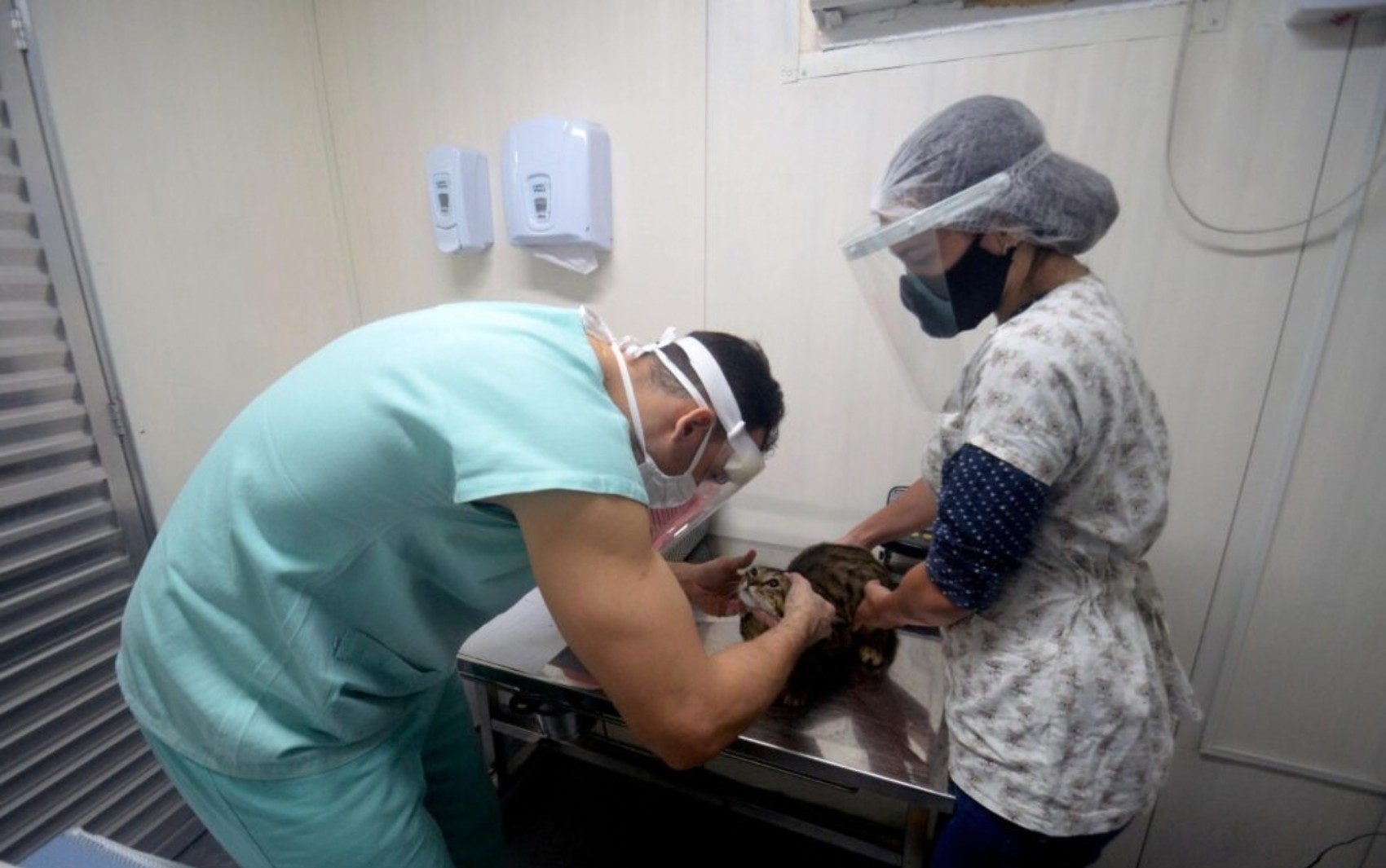Edital para ONGs castrarem cães e gatos gratuitamente é lançado em Salvador; veja como participar
