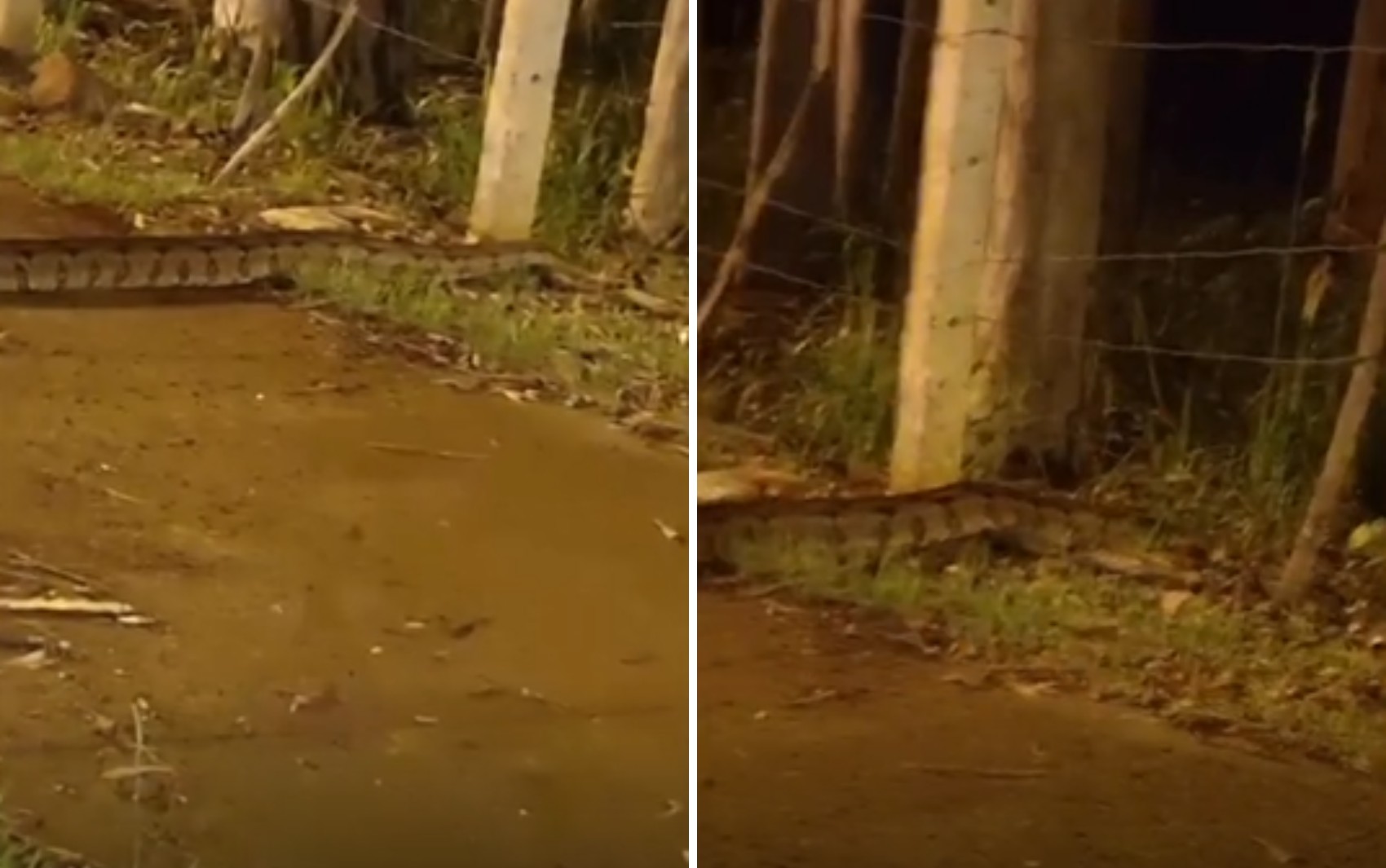 Morador flagra sucuri em avenida movimentada em Ribeirão Preto, SP; VÍDEO