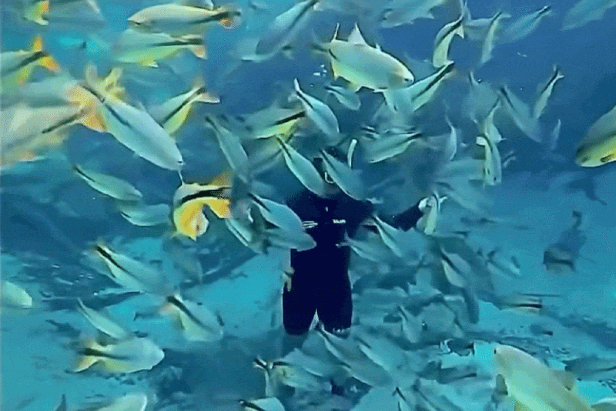 VÍDEO: Cardume de peixes cerca homem durante flutuação em rio cristalino de Jardim