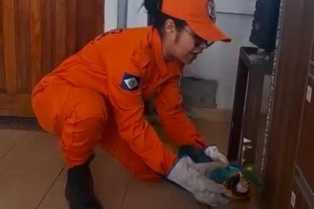 Arara-canindé é resgatada após ser atropelada por carreta em MT; veja vídeo